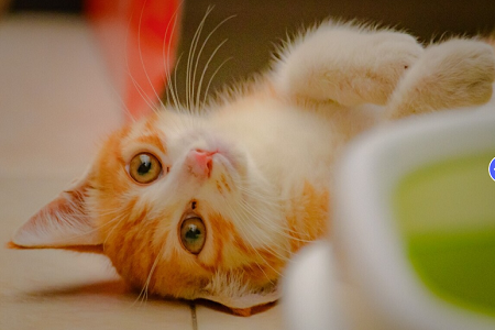 Тестов комплект Babio Feline/Canine Heartworm Antigen (FCHW AG): Точен, бърз и надежден PET Health Diagnostics