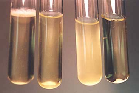 Babio пуска високоефективен бульон за инфузия на мозъка и сърцето за Global Microbiology Labs