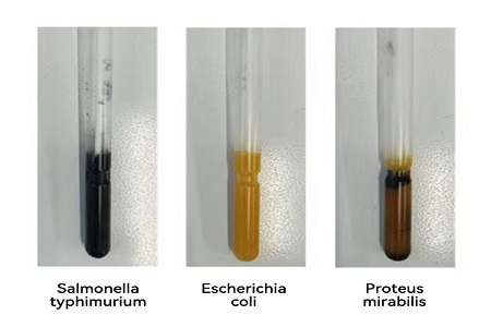 BABIO пуска високоефективна транспортна среда (тип SS) за надежден глобален трансфер на микробни проби