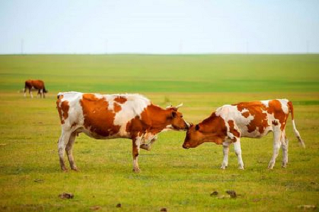 BABIO представя комплект за бърз тест за бременност при говеда с висока чувствителност за модерно говедовъдство