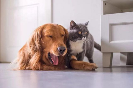 BABIO разширява портфолиото от ветеринарни бързи тестове за Global Pet Healthcare