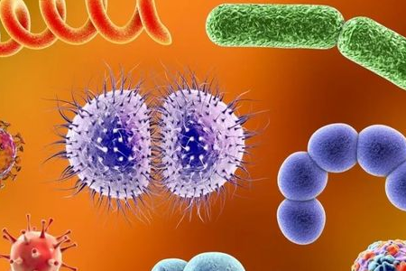BABIO пуска среда за обогатяване на Salmonella Shigella за надежден транспорт на чревни патогени