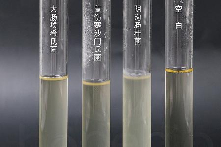 Babio Biotechnology пуска високоефективен бульон за инфузия на мозъчно сърце за надеждно микробно култивиране