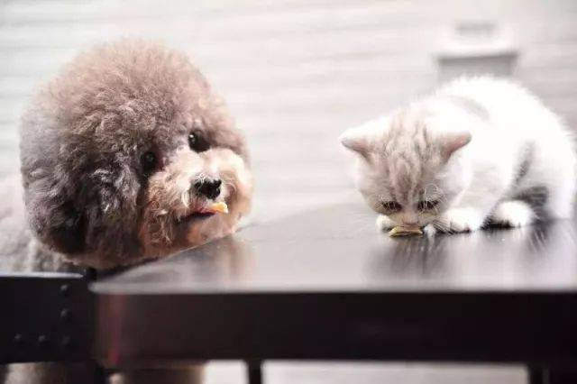 Babio Biotech пуска усъвършенстван тестов комплект за домашни любимци за точна диагностика